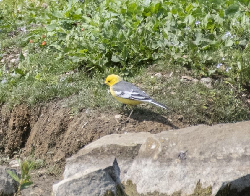 Citrine Wagtail, London Wetland Centre (E Stubbs). Citrine Wagtail, London Wetland Centre (E Stubbs).