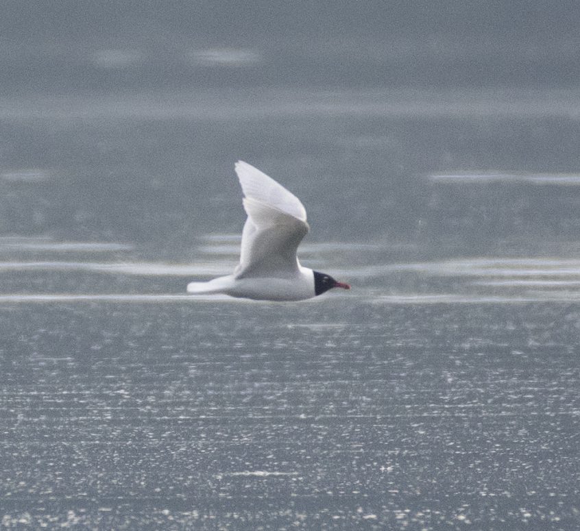 Mediterranean Gull, Frensham Great Pond (E Stubbs). Mediterranean Gull, Frensham Great Pond (E Stubbs).