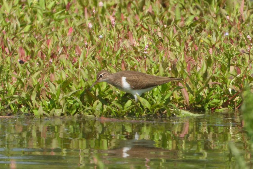 Common Sandpiper, Unstead SF (J Snell). Common Sandpiper, Unstead SF (J Snell).