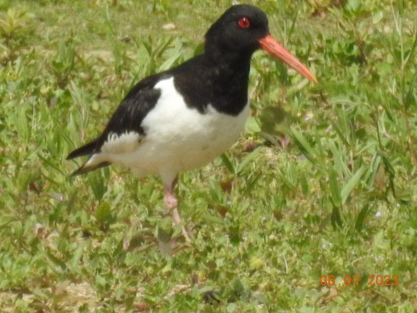 Oystercatcher, Beddington Farmlands (D Warren). Oystercatcher, Beddington Farmlands (D Warren).