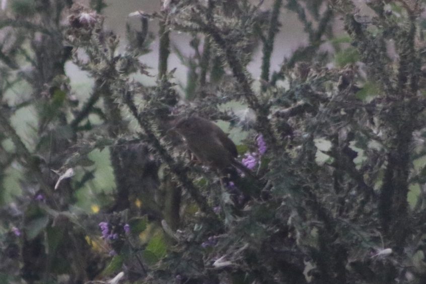 Dartford Warbler, Beddington Farmlands (Z Pannifer). Dartford Warbler, Beddington Farmlands (Z Pannifer).