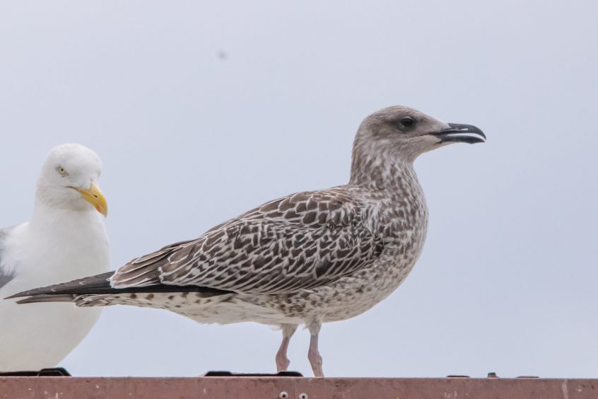 Yellow-legged Gull, Kingston upon Thames (T Inns). Yellow-legged Gull, Kingston upon Thames (T Inns).