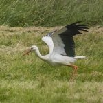 White Stork, Holmethorpe SP (A Kundrotas).