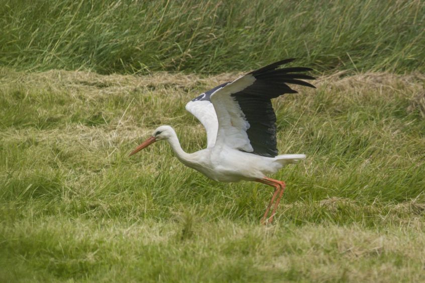 White Stork, Holmethorpe SP (A Kundrotas). White Stork, Holmethorpe SP (A Kundrotas).