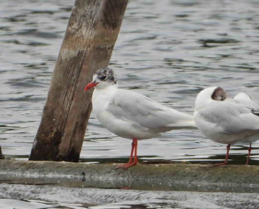 Mediterranean Gull, Thorpe Park (J Snell). Mediterranean Gull, Thorpe Park (J Snell).