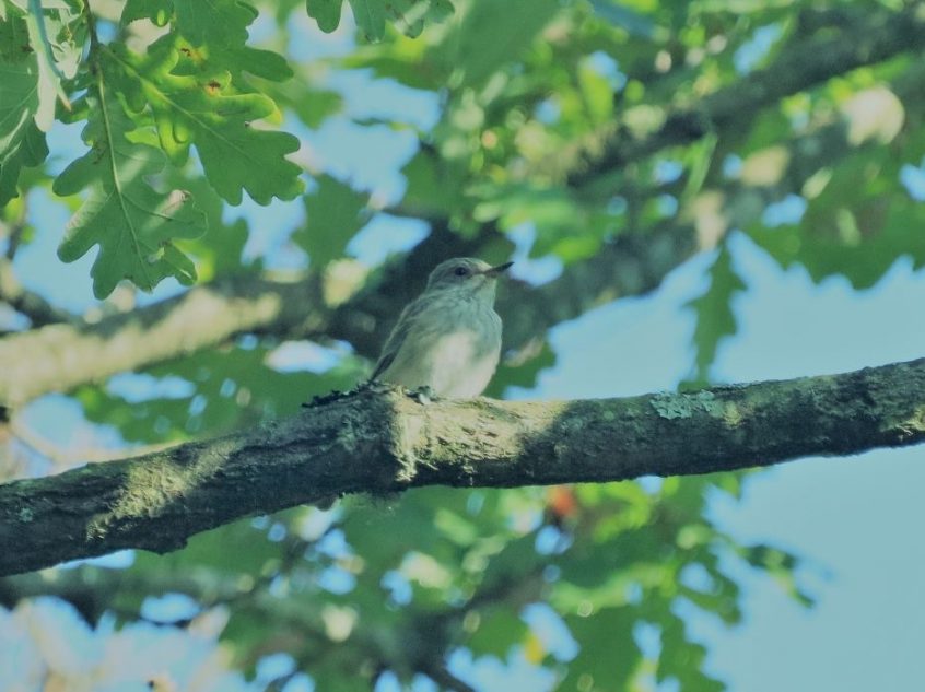 Spotted Flycatcher, Whitmoor Common (M Fincham). Spotted Flycatcher, Whitmoor Common (M Fincham).