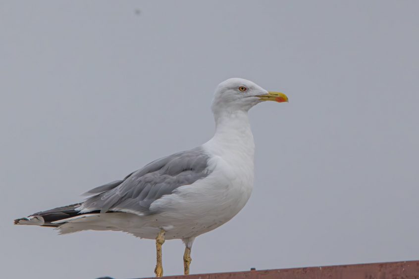 Yellow-legged Gull, Kingston upon Thames (T Inns). Yellow-legged Gull, Kingston upon Thames (T Inns).