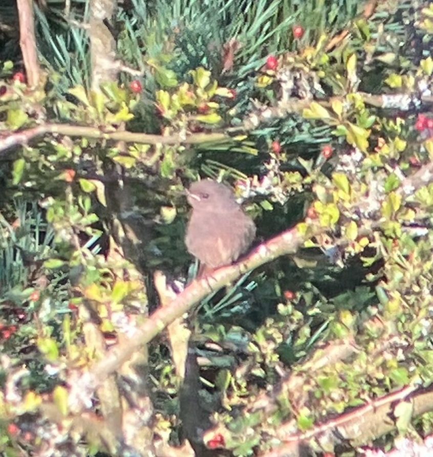 Black Redstart, Leith Hill (W Attridge). Black Redstart, Leith Hill (W Attridge).