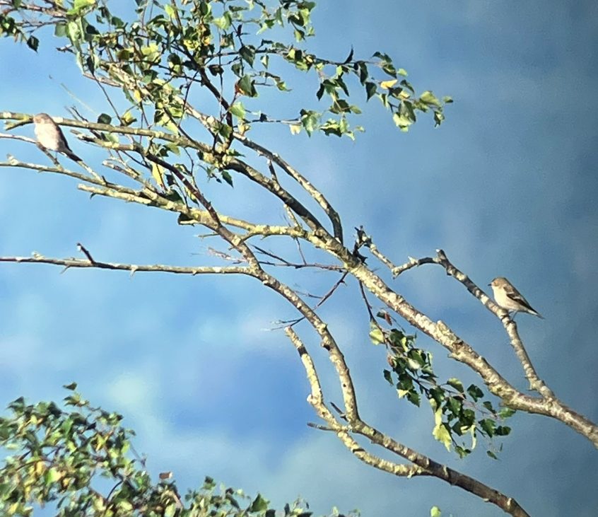 Pied (right) and Spotted Flycatchers, Leith Hill (W Attridge). Pied (right) and Spotted Flycatchers, Leith Hill (W Attridge).