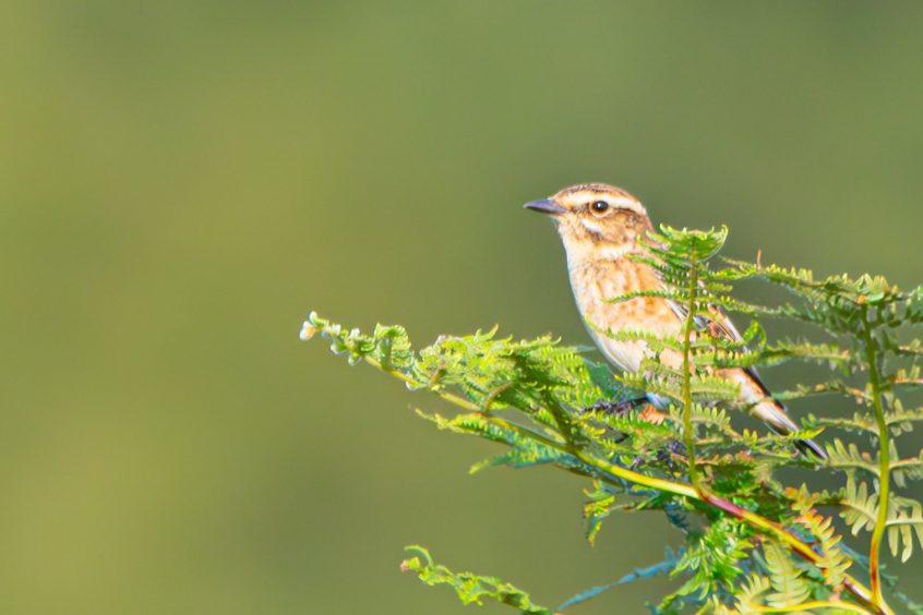 Whinchat, Richmond Park (T Inns). Whinchat, Richmond Park (T Inns).