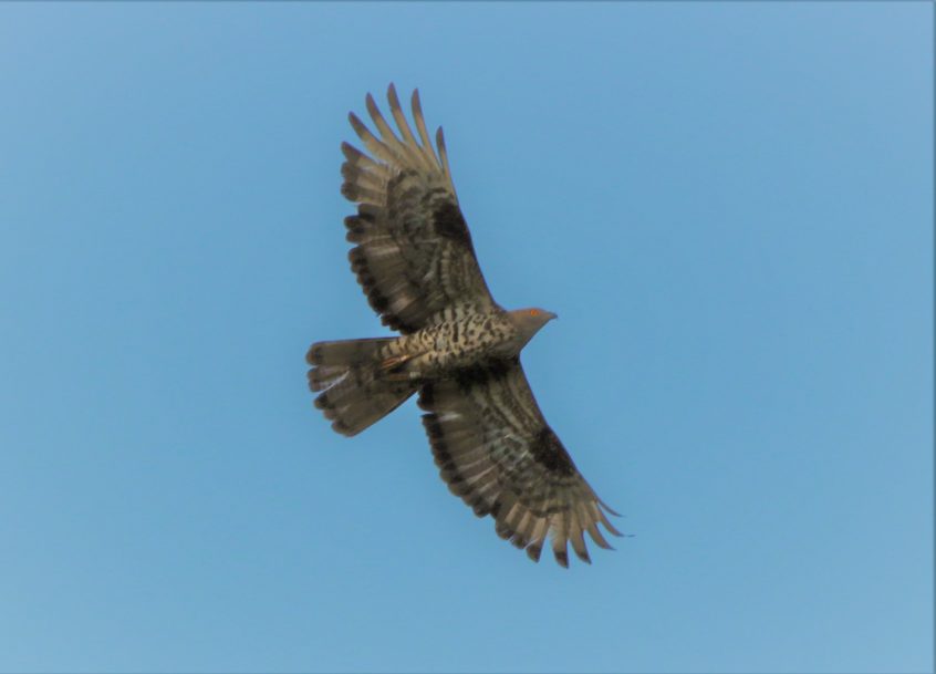 Honey Buzzard, Whitmoor Common (M Fincham). Honey Buzzard, Whitmoor Common (M Fincham).