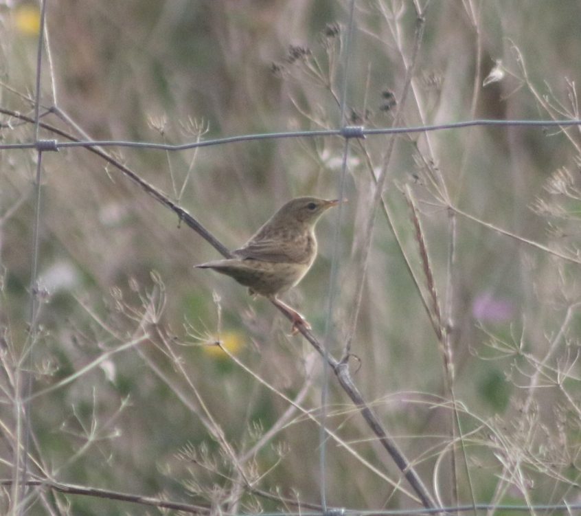 Grasshopper Warbler, Beddington Farmlands (Z Pannifer). Grasshopper Warbler, Beddington Farmlands (Z Pannifer).