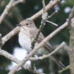Spotted Flycatcher, Chobham Common (E Sames).
