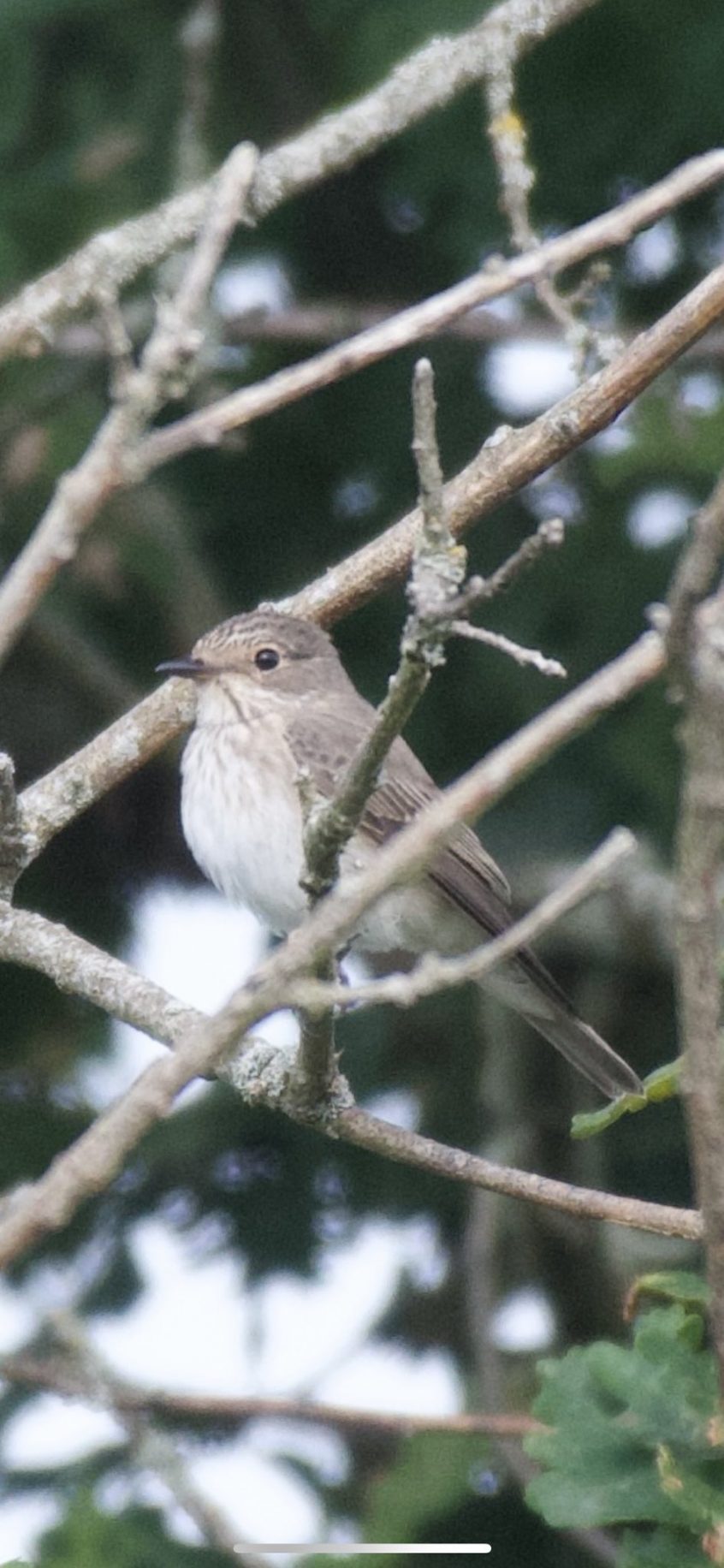 Spotted Flycatcher, Chobham Common (E Sames). Spotted Flycatcher, Chobham Common (E Sames).