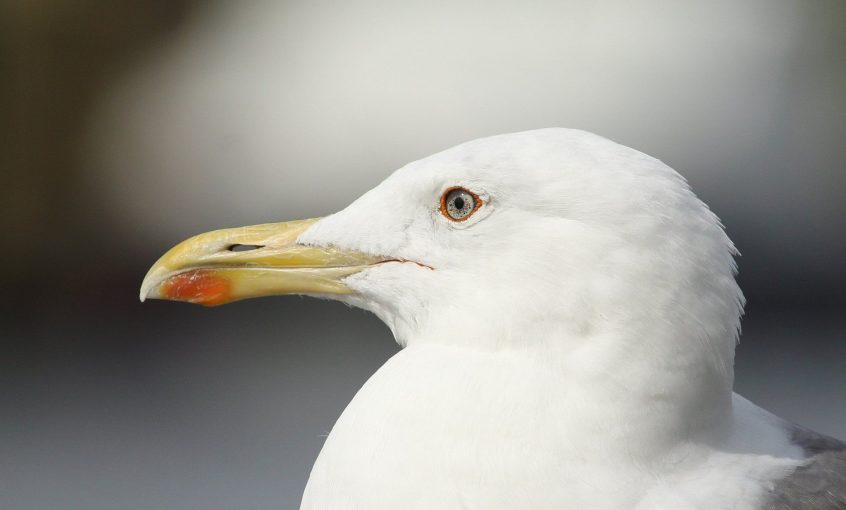 Yellow-legged Gull, Walton-on-Thames (D Harris). Yellow-legged Gull, Walton-on-Thames (D Harris).
