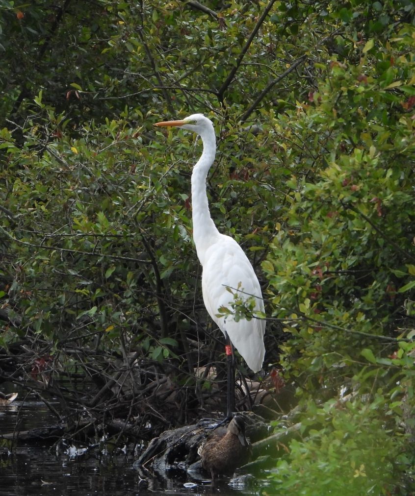 Great Egret, Bolder Mere (J Snell). Great Egret, Bolder Mere (J Snell).