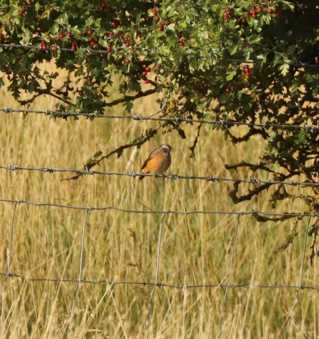 Redstart, Nutfield Ridge (G Hay). Redstart, Nutfield Ridge (G Hay).