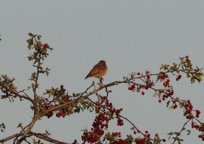 Whinchat, Mercers CP (G Hay). Whinchat, Mercers CP (G Hay).