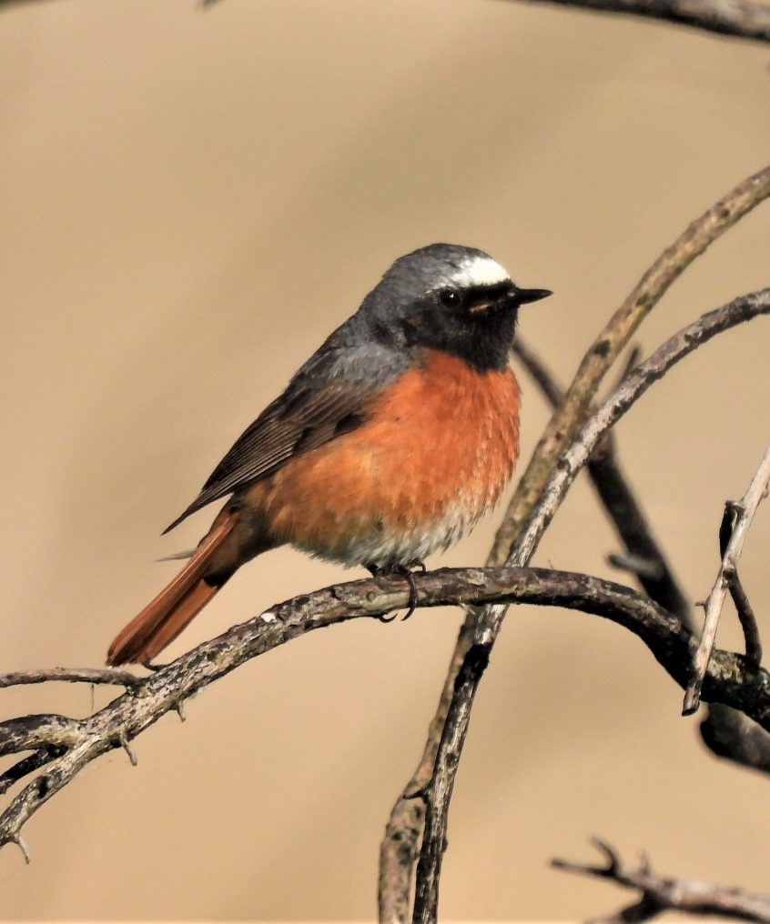 Redstart.AH-2