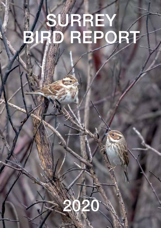 Surrey Bird Report 2020.