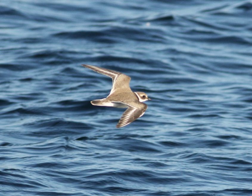 Ringed Plover, Island Barn Reservoir (D Harris). Ringed Plover, Island Barn Reservoir (D Harris).