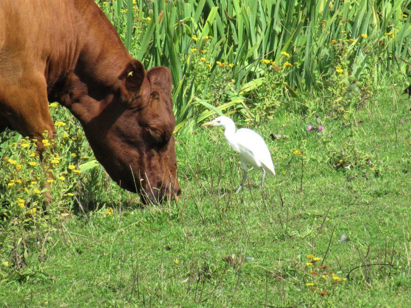 Cattle Egret, London Wetland Centre (J Reeves). Cattle Egret, London Wetland Centre (J Reeves).