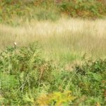 Whinchats, Richmond Park (J Reeves).