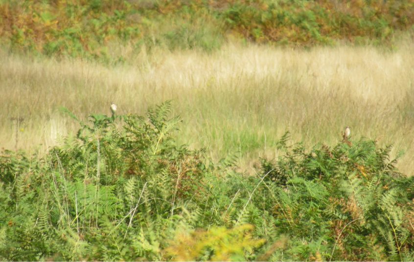 Whinchats, Richmond Park (J Reeves). Whinchats, Richmond Park (J Reeves).