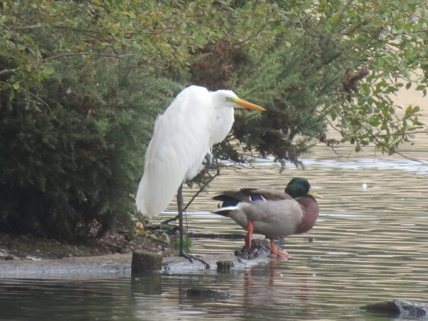 Great Egret, Mitcham Common (A Fure). Great Egret, Mitcham Common (A Fure).