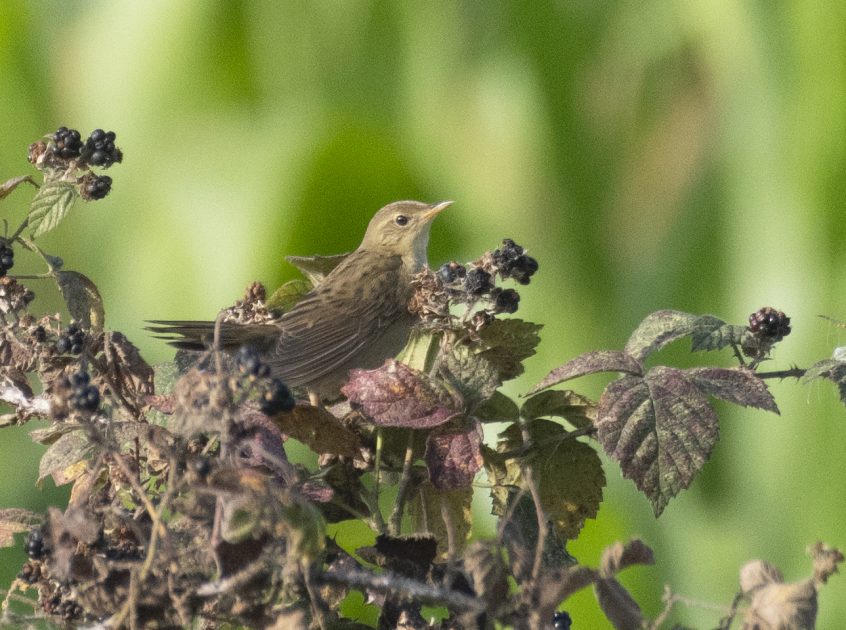 Grasshopper Warbler, Dunsfold (E Stubbs). Grasshopper Warbler, Dunsfold (E Stubbs).