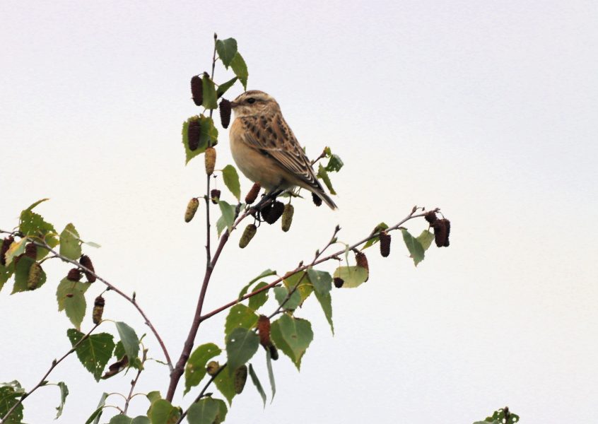Whinchat, Whitmoor Common (M Fincham). Whinchat, Whitmoor Common (M Fincham).