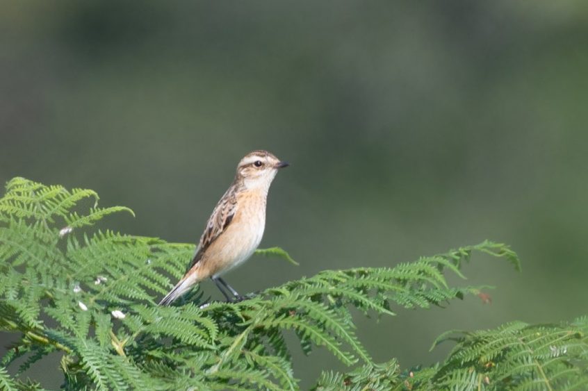 Whinchat, Richmond Park (T Inns). Whinchat, Richmond Park (T Inns).