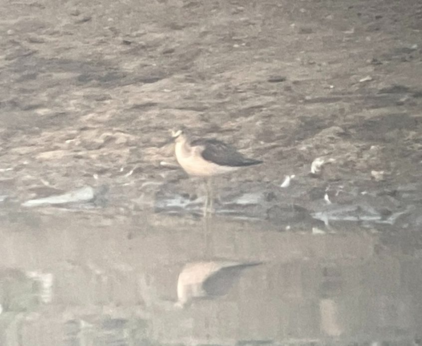 Greenshank, Capel (W Attridge). Greenshank, Capel (W Attridge).