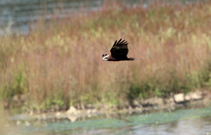 Marsh Harrier, Beddington Farmlands (A Dutta). Marsh Harrier, Beddington Farmlands (A Dutta).