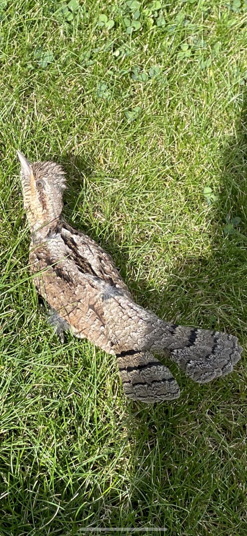 Wryneck, Mayford (A Lewis). Wryneck, Mayford (A Lewis).