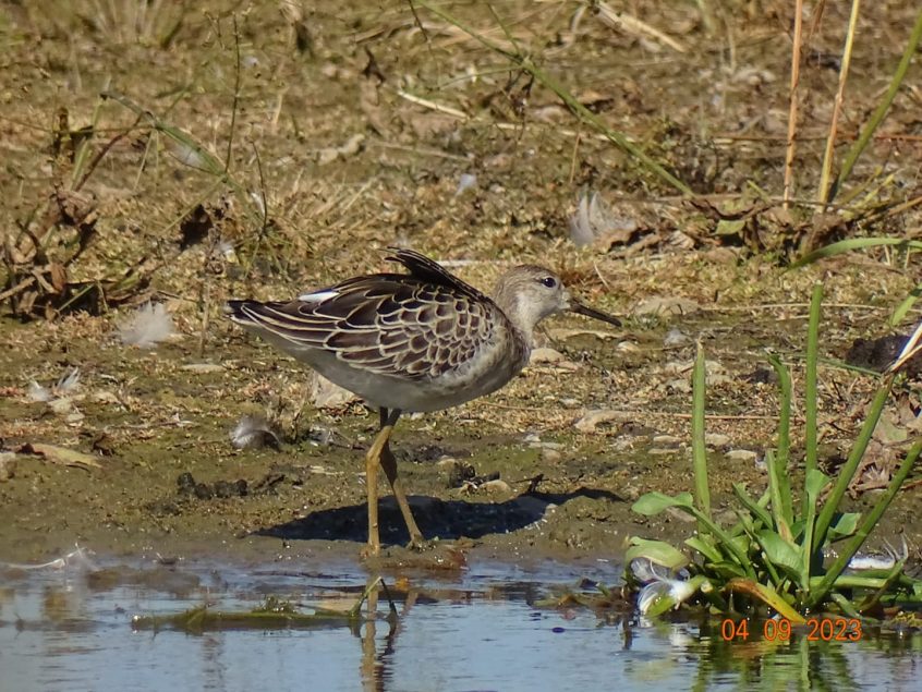 Ruff, London Wetland Centre (D Wells). Ruff, London Wetland Centre (D Wells).