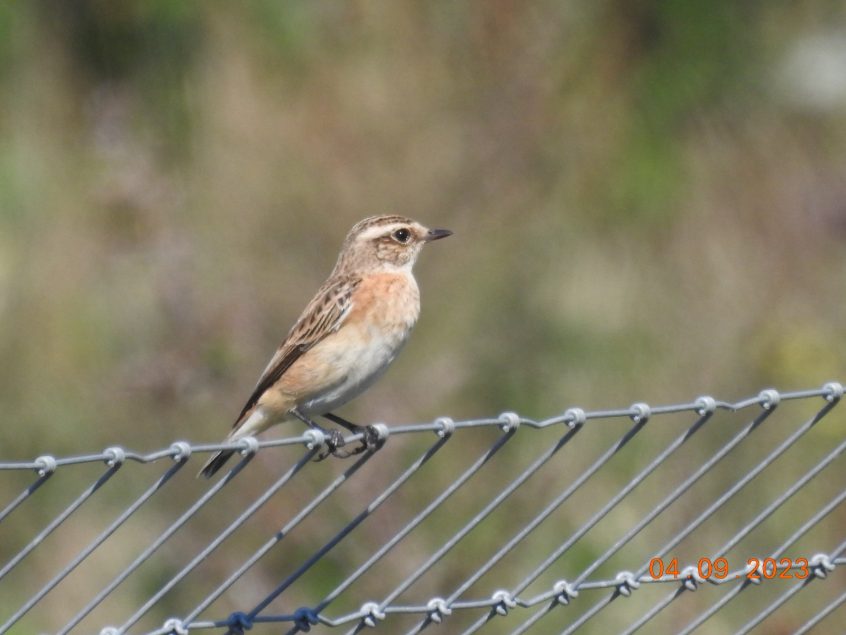Whinchat, Beddington Farmlands (D Warren). Whinchat, Beddington Farmlands (D Warren).