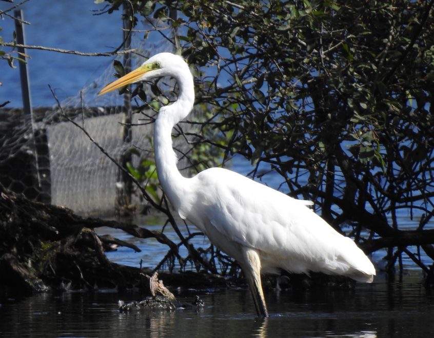 Great Egret, Bolder Mere (J Snell). Great Egret, Bolder Mere (J Snell).