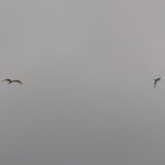 Great Egrets, Holmethorpe SP (G Hay).