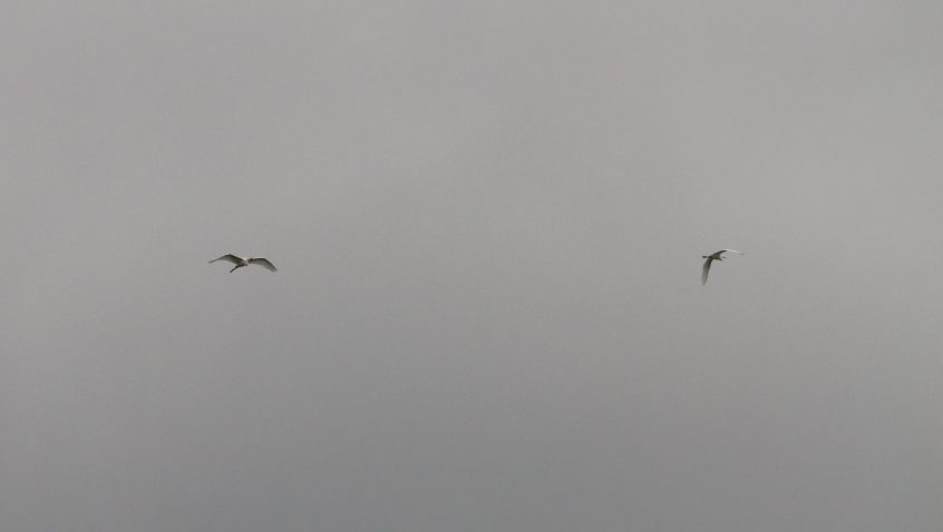 Great Egrets, Holmethorpe SP (G Hay). Great Egrets, Holmethorpe SP (G Hay).