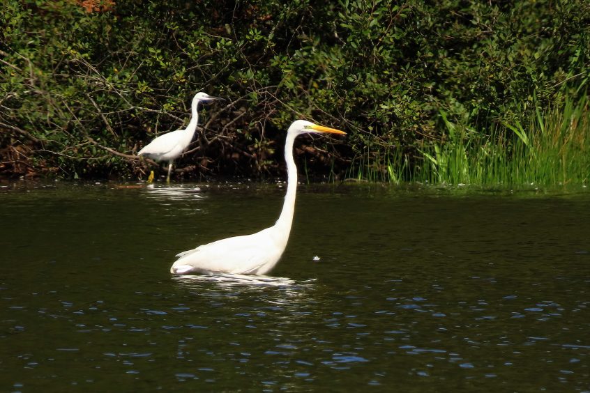 Great Egret, Bolder Mere (L Bugby). Great Egret, Bolder Mere (L Bugby).