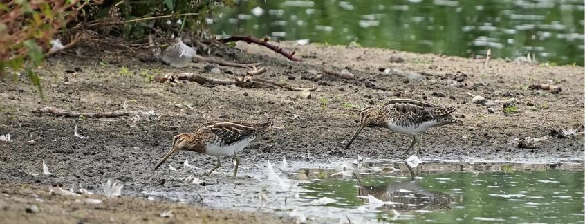 Snipe (Keith Lightfoot ) Snipe (Keith Lightfoot )