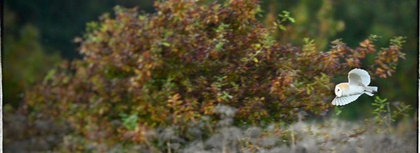 Barn Owl (Peter Bradley) Barn Owl (Peter Bradley)