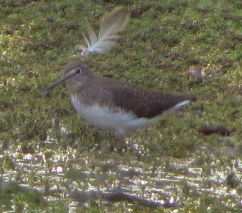 Green Sandpiper, Newchapel (K Noble). Green Sandpiper, Newchapel (K Noble).