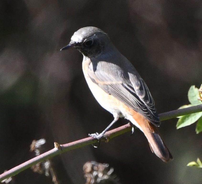 Redstart, Wandle Meadow (D Element). Redstart, Wandle Meadow (D Element).
