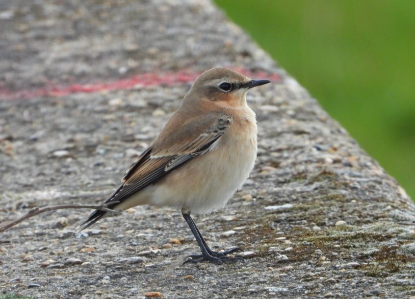 Wheatear, Island Barn Reservoir (J Snell). Wheatear, Island Barn Reservoir (J Snell).