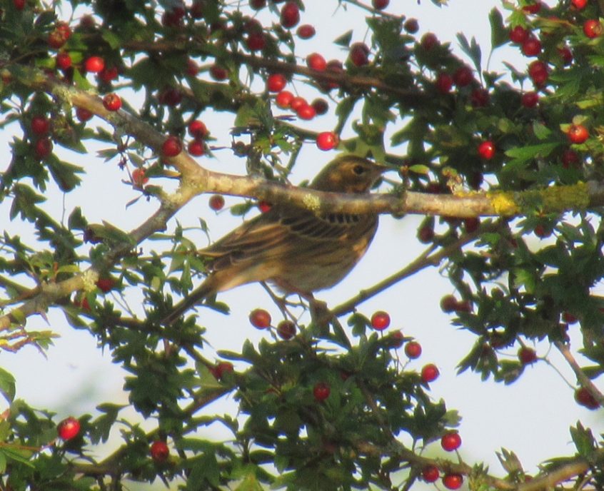 Tree Pipit, Richmond Park (J Reeves). Tree Pipit, Richmond Park (J Reeves).
