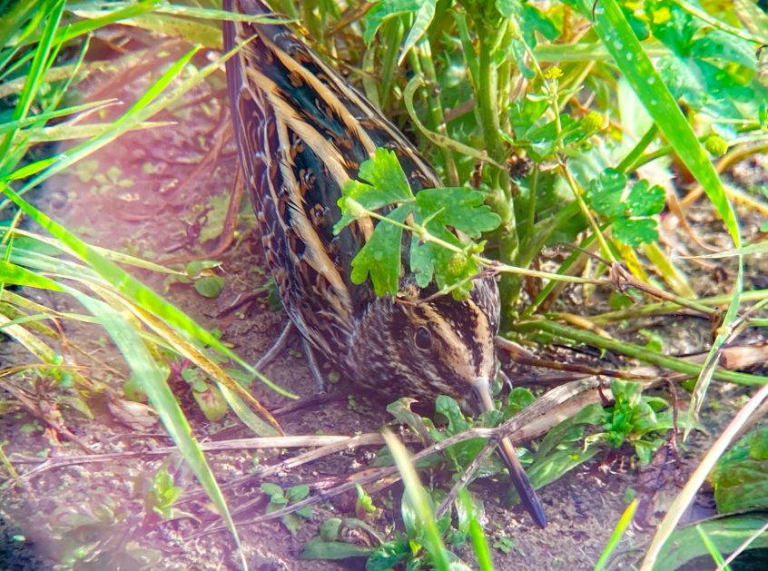Jack Snipe, Beddington Farmlands (D Bulling). Jack Snipe, Beddington Farmlands (D Bulling).