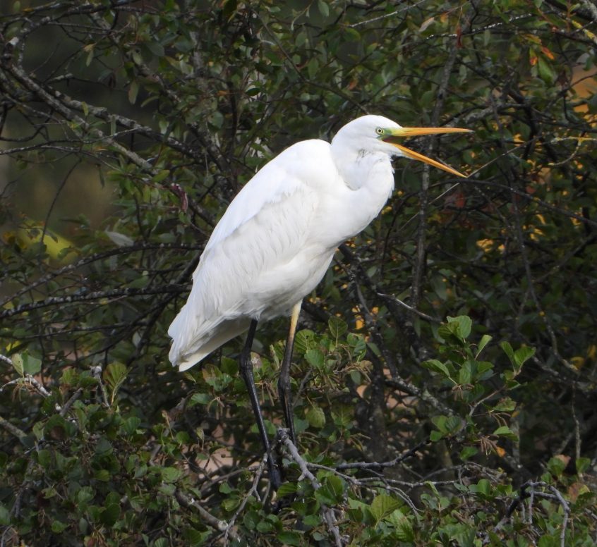 Great Egret, Bolder Mere (J Snell). Great Egret, Bolder Mere (J Snell).