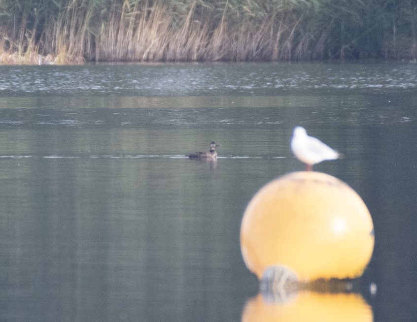 Common Scoter, Frensham Great Pond (E Stubbs). Common Scoter, Frensham Great Pond (E Stubbs).